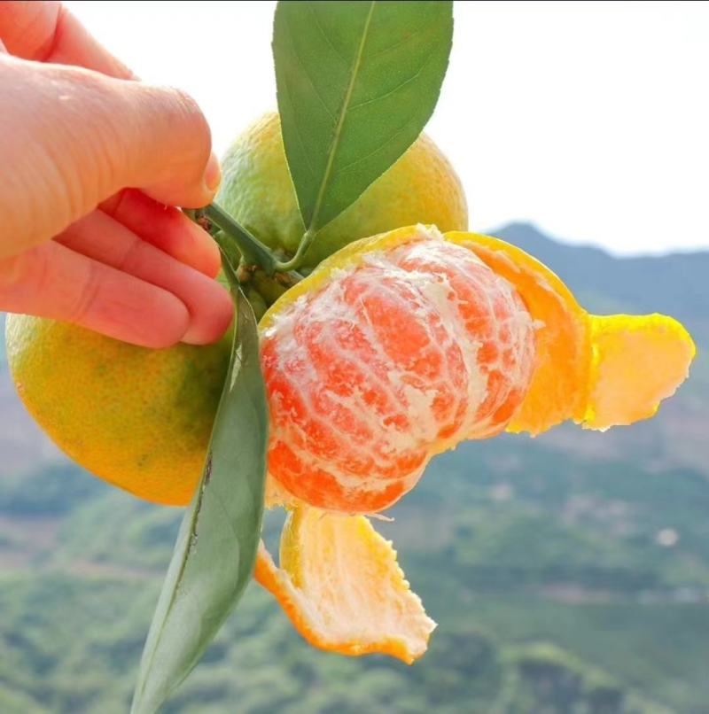 湖北精品蜜橘/产地直发精品特早蜜橘/可视频看货选货