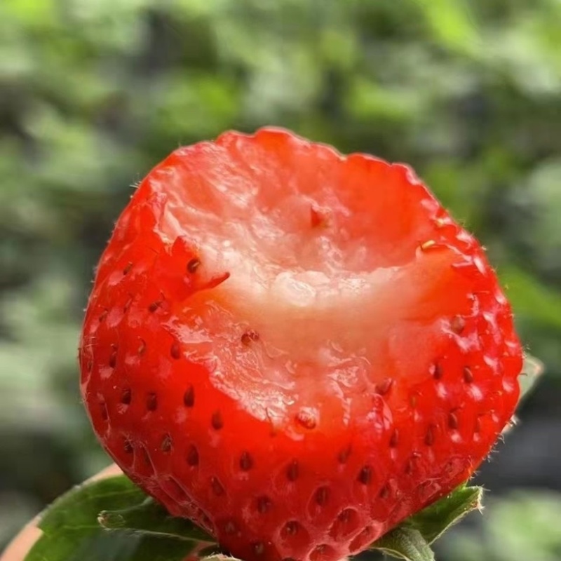 【草莓】山东甜宝草莓大量上市现摘现发对接各大市场商超