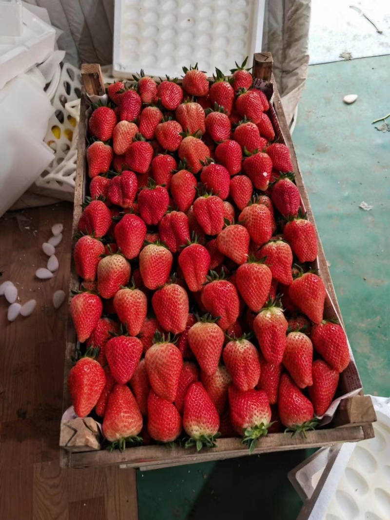 【草莓】山东甜宝草莓大量上市现摘现发对接各大市场商超