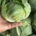 开封墨玉，京丰一号，扁包菜薄叶，体型好，走超市走市场走电商，