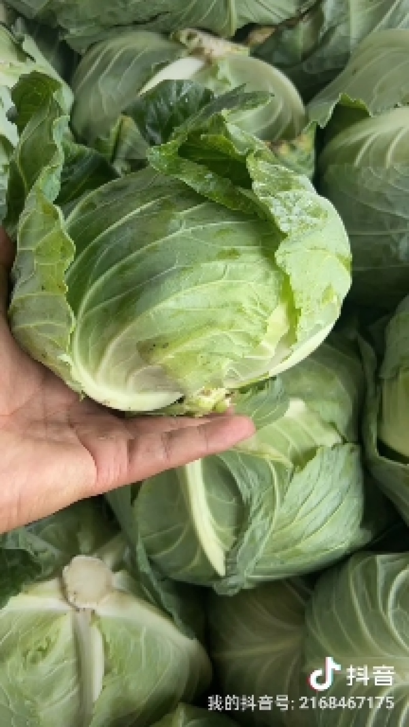 开封墨玉，京丰一号，扁包菜薄叶，体型好，走超市走市场走电商，