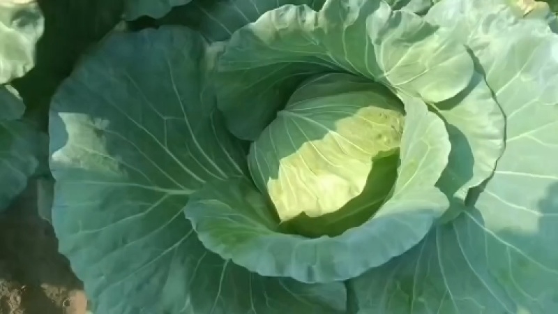 开封墨玉，京丰一号，扁包菜薄叶，体型好，走超市走市场走电商，
