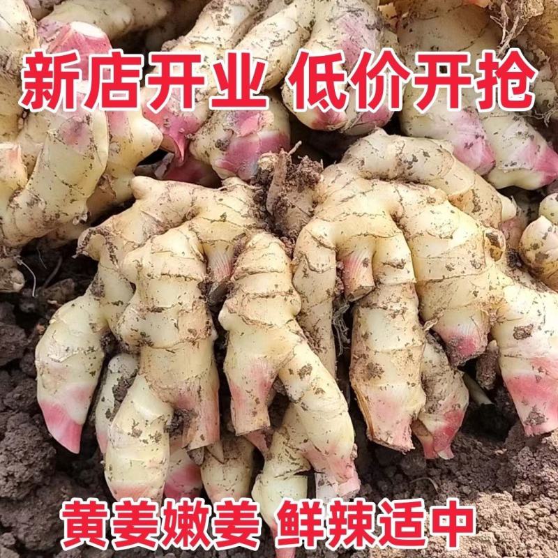 【荐】山东红芽鲜姜（新姜）上市，产地供应新鲜块大欢迎选购
