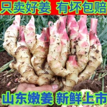 【荐】山东红芽鲜姜（新姜）上市，产地供应新鲜块大欢迎选购