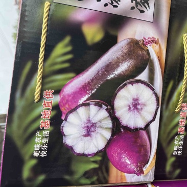 山东潍坊冰淇凌萝卜，凤黎萝卜