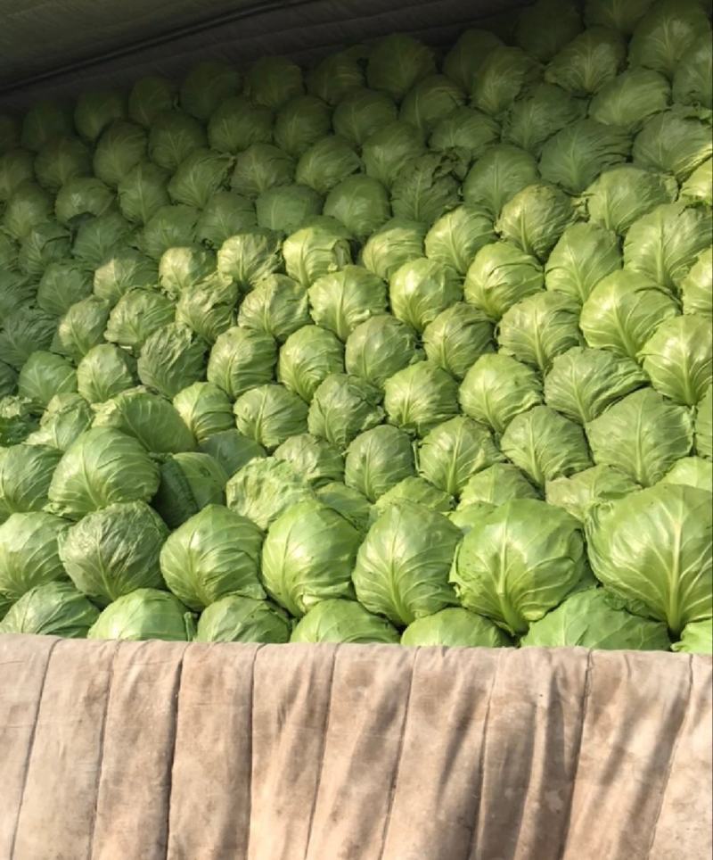 【推荐】河北8398甘蓝大量供应超市，档口散装袋装均可