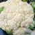 松花菜安徽砀山松花菜产地直供质量好价格低量大优惠