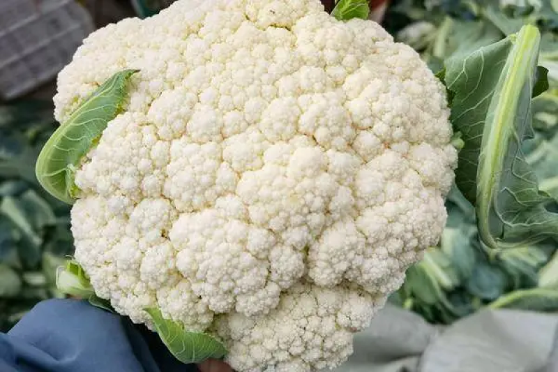松花菜安徽砀山松花菜产地直供质量好价格低量大优惠