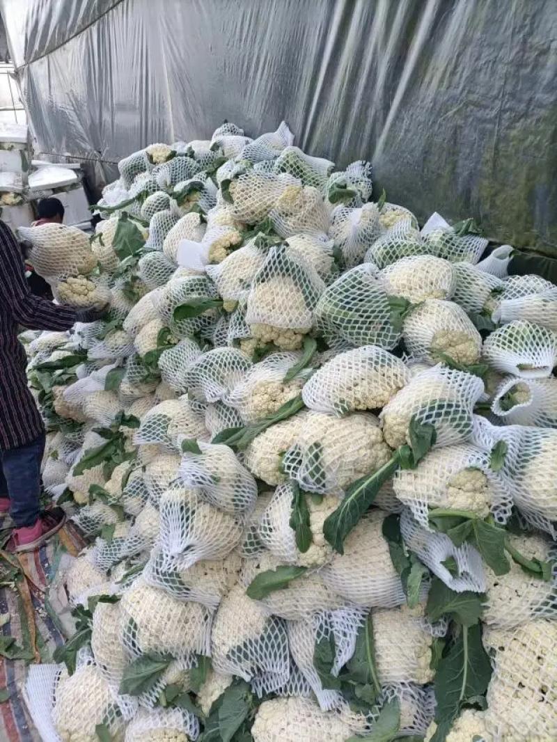 松花菜安徽砀山松花菜产地直供质量好价格低量大优惠