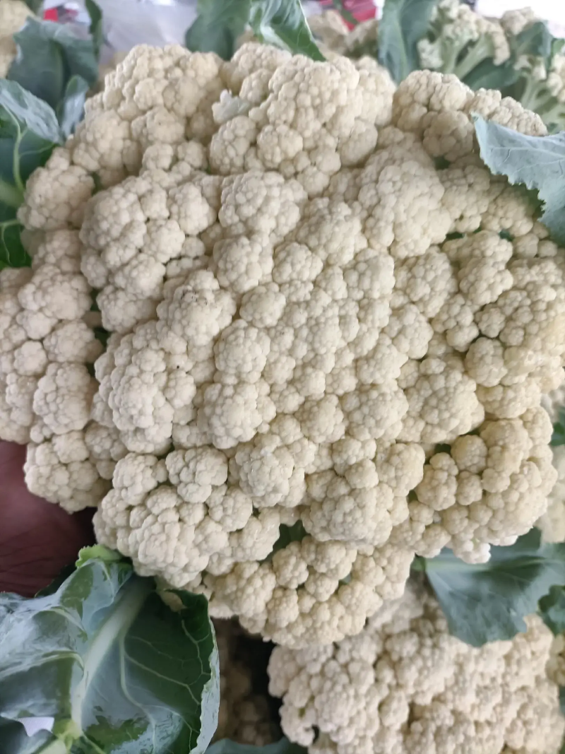 松花菜安徽砀山松花菜产地直供质量好价格低量大优惠