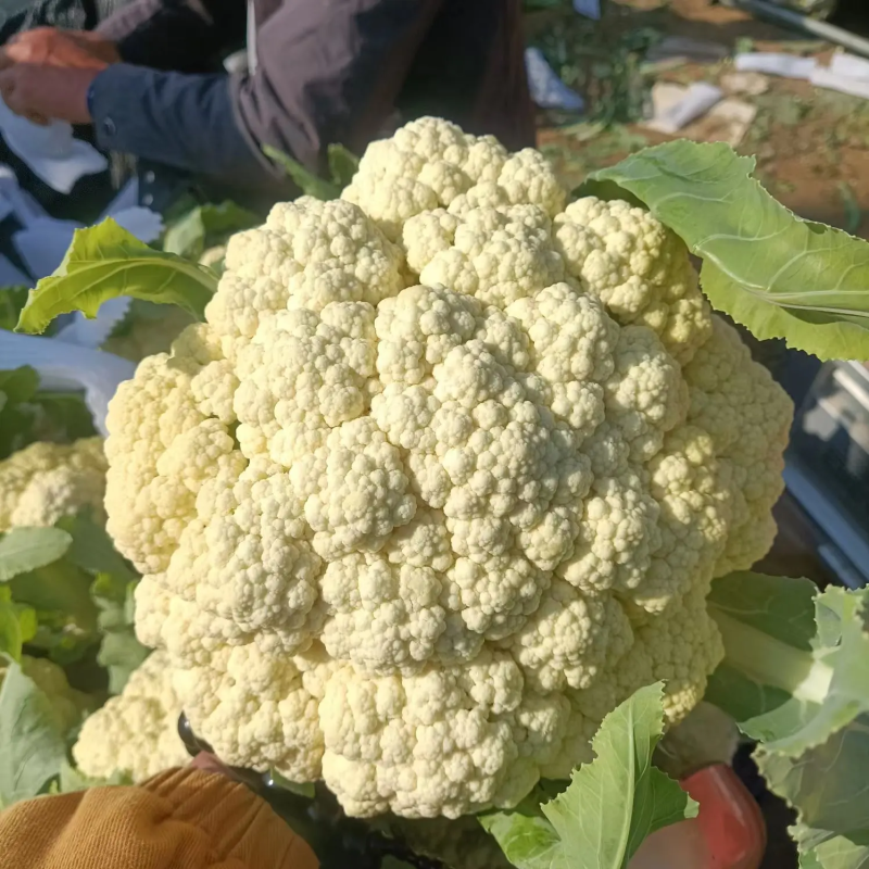 松花菜安徽砀山松花菜产地直供质量好价格低量大优惠