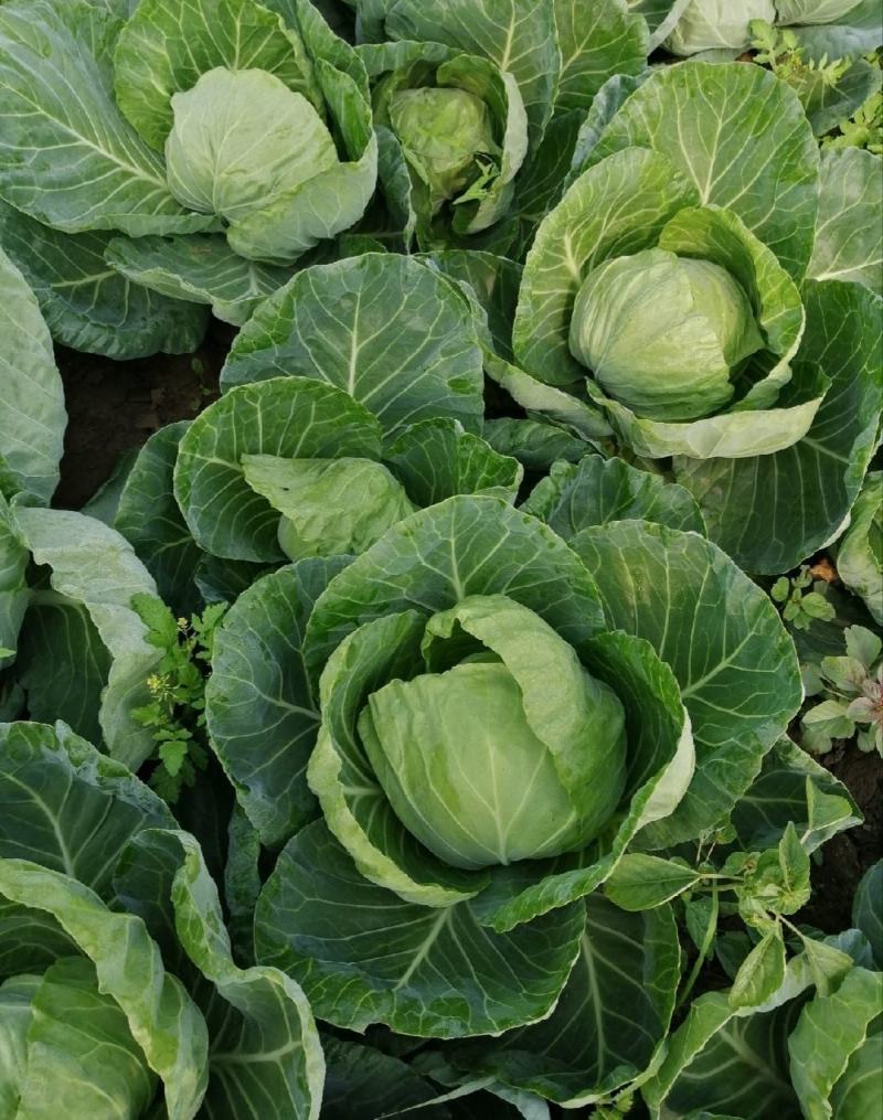 【推荐】河北甘蓝圆包菜一手货源供应市场商超电商量大价优