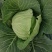 【推荐】河北甘蓝圆包菜一手货源供应市场商超电商量大价优