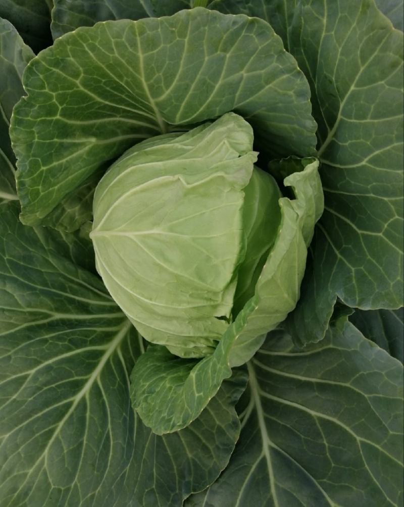 【推荐】河北甘蓝圆包菜一手货源供应市场商超电商量大价优