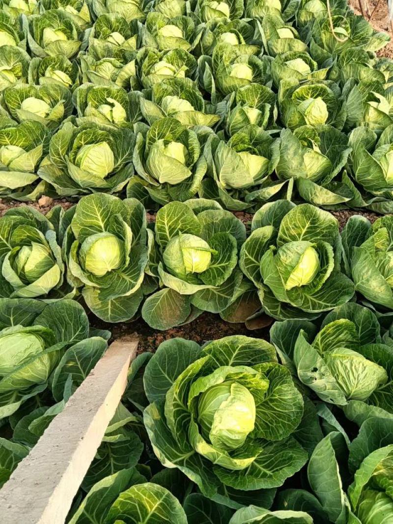 【推荐】河北甘蓝圆包菜一手货源供应市场商超电商量大价优
