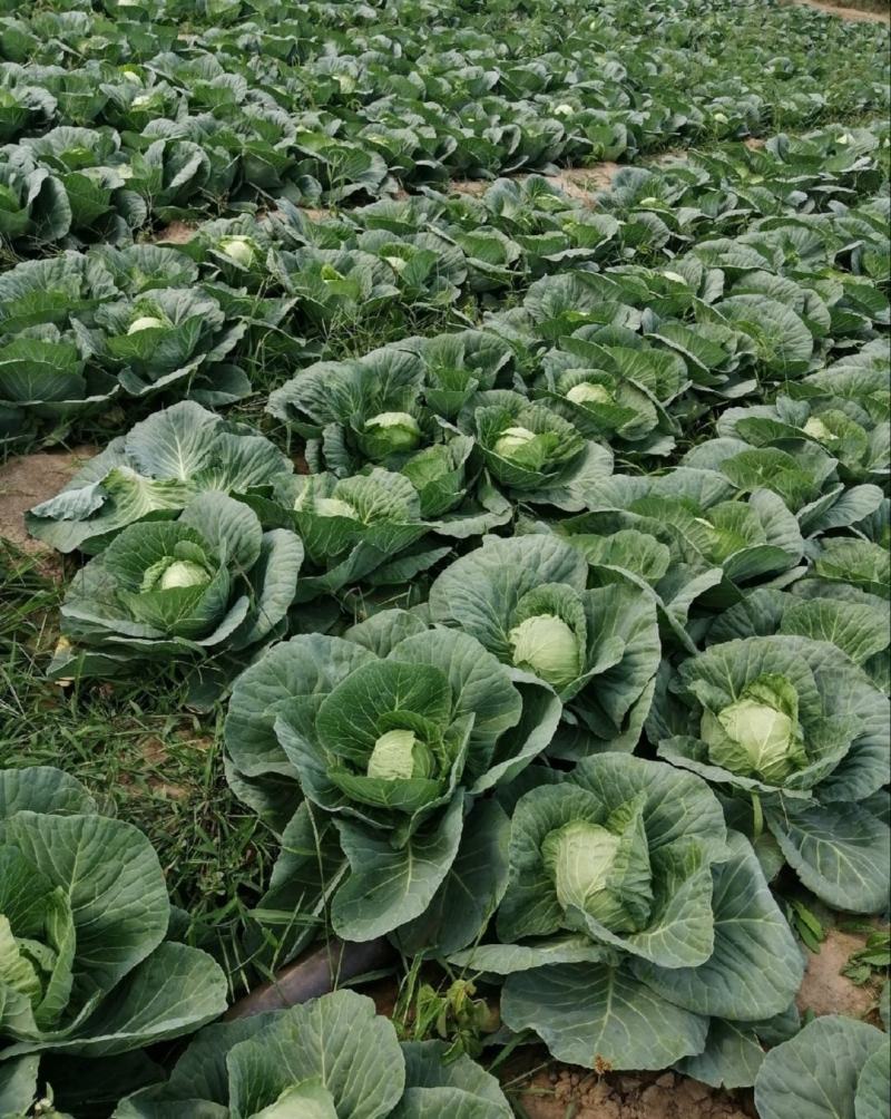 【推荐】河北甘蓝圆包菜一手货源供应市场商超电商量大价优