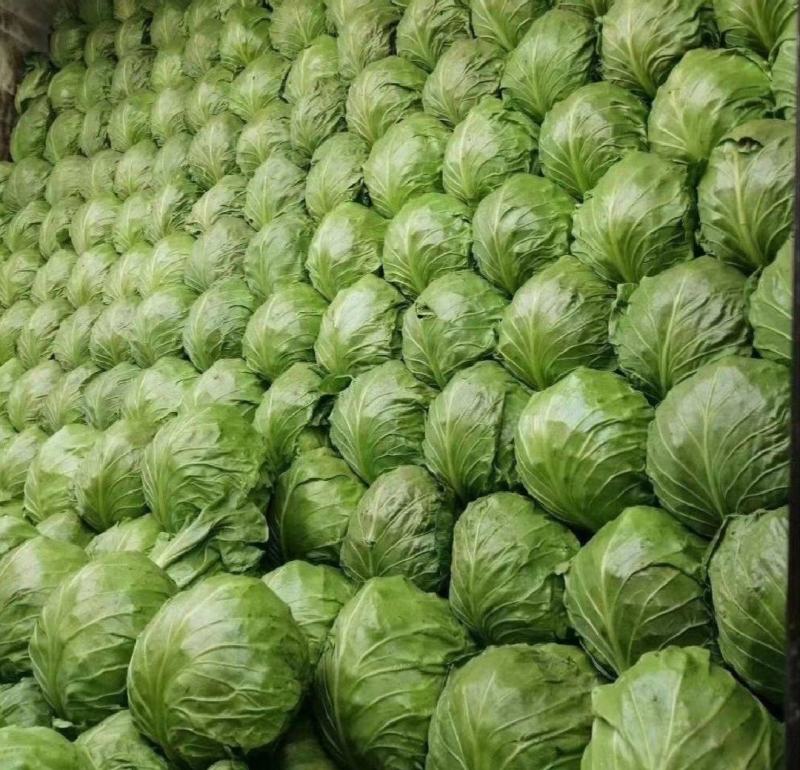 【推荐】河北甘蓝圆包菜一手货源供应市场商超电商量大价优