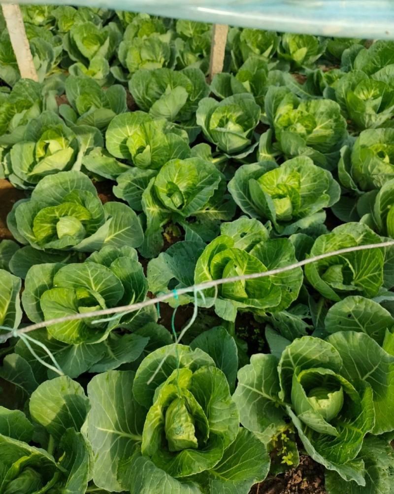【推荐】河北甘蓝圆包菜一手货源供应市场商超电商量大价优