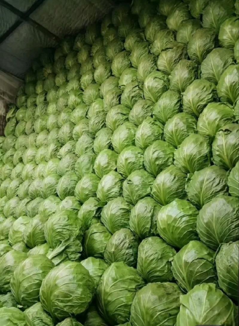 【推荐】河北甘蓝圆包菜一手货源供应市场商超电商量大价优