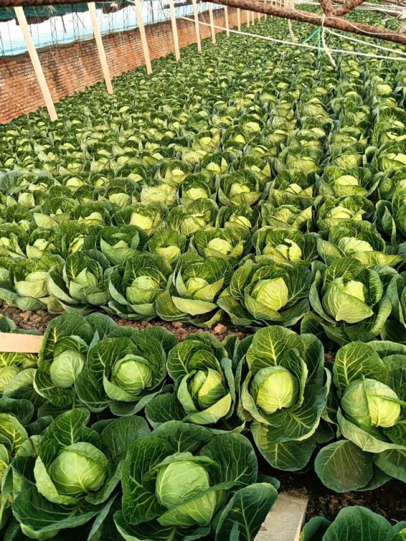 【推荐】河北甘蓝圆包菜一手货源供应市场商超电商量大价优