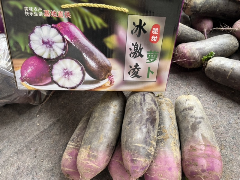 山东潍坊冰淇凌萝卜，凤黎萝卜