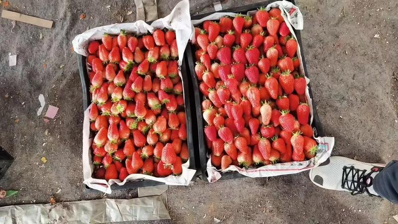 宁玉，妙香精品奶油草莓大量上市，基地直发，对接全国客商！