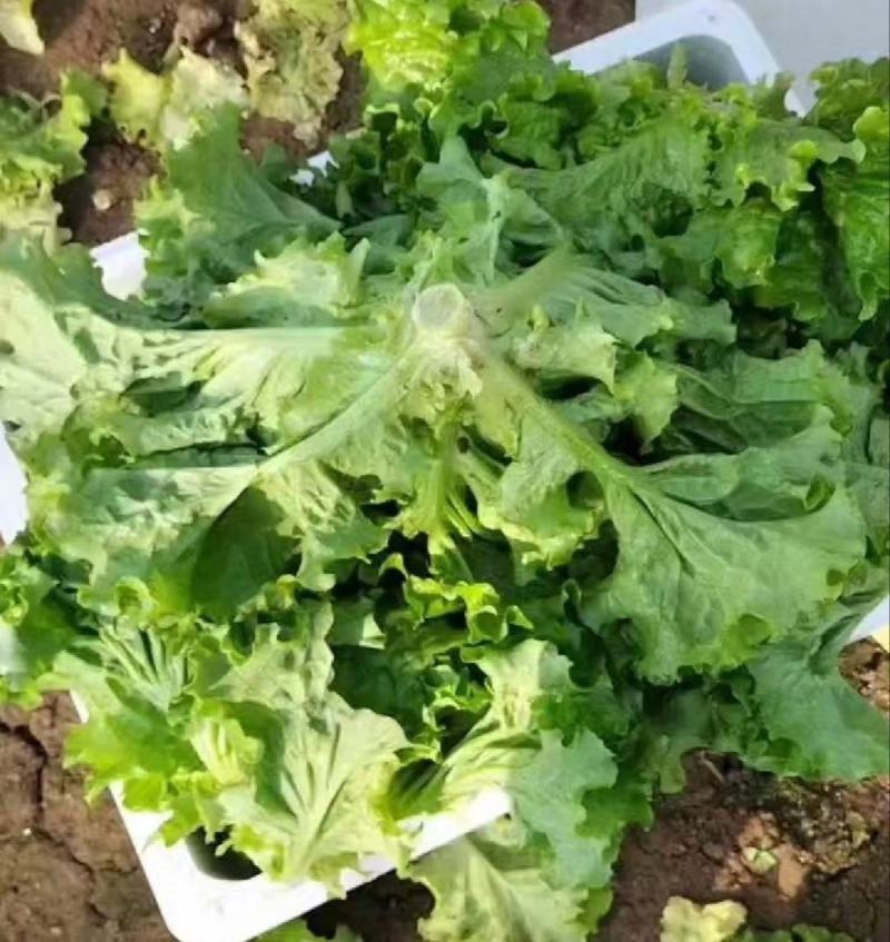 【推荐】散叶生菜碧浪碧绿生菜一手货源量大价优