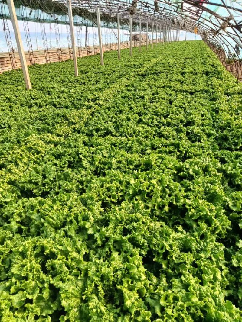 【推荐】散叶生菜碧浪碧绿生菜一手货源量大价优