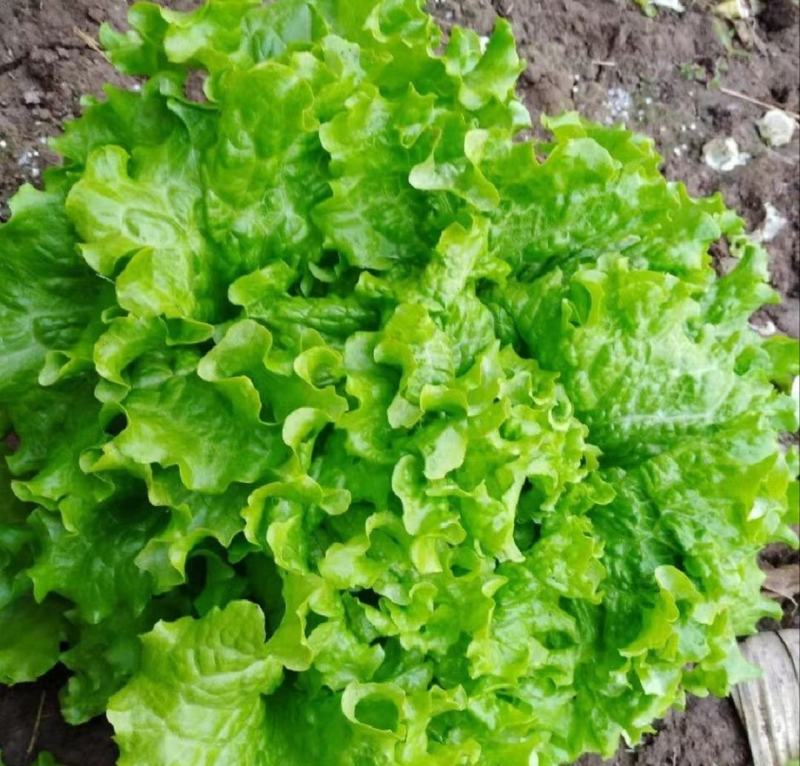 【推荐】散叶生菜碧浪碧绿生菜一手货源量大价优