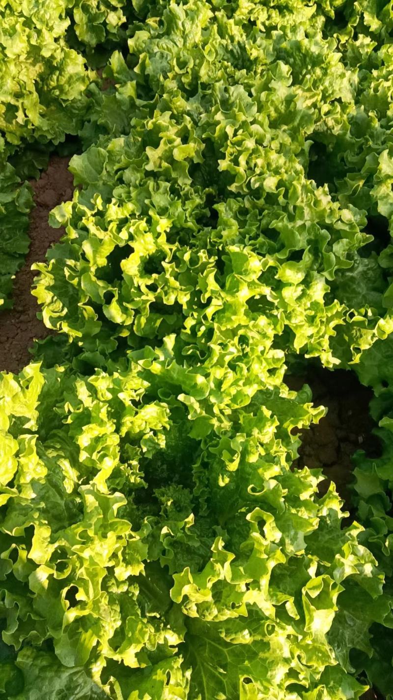 【推荐】散叶生菜碧浪碧绿生菜一手货源量大价优