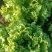 【推荐】散叶生菜碧浪碧绿生菜一手货源量大价优