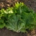 【推荐】散叶生菜碧浪碧绿生菜一手货源量大价优