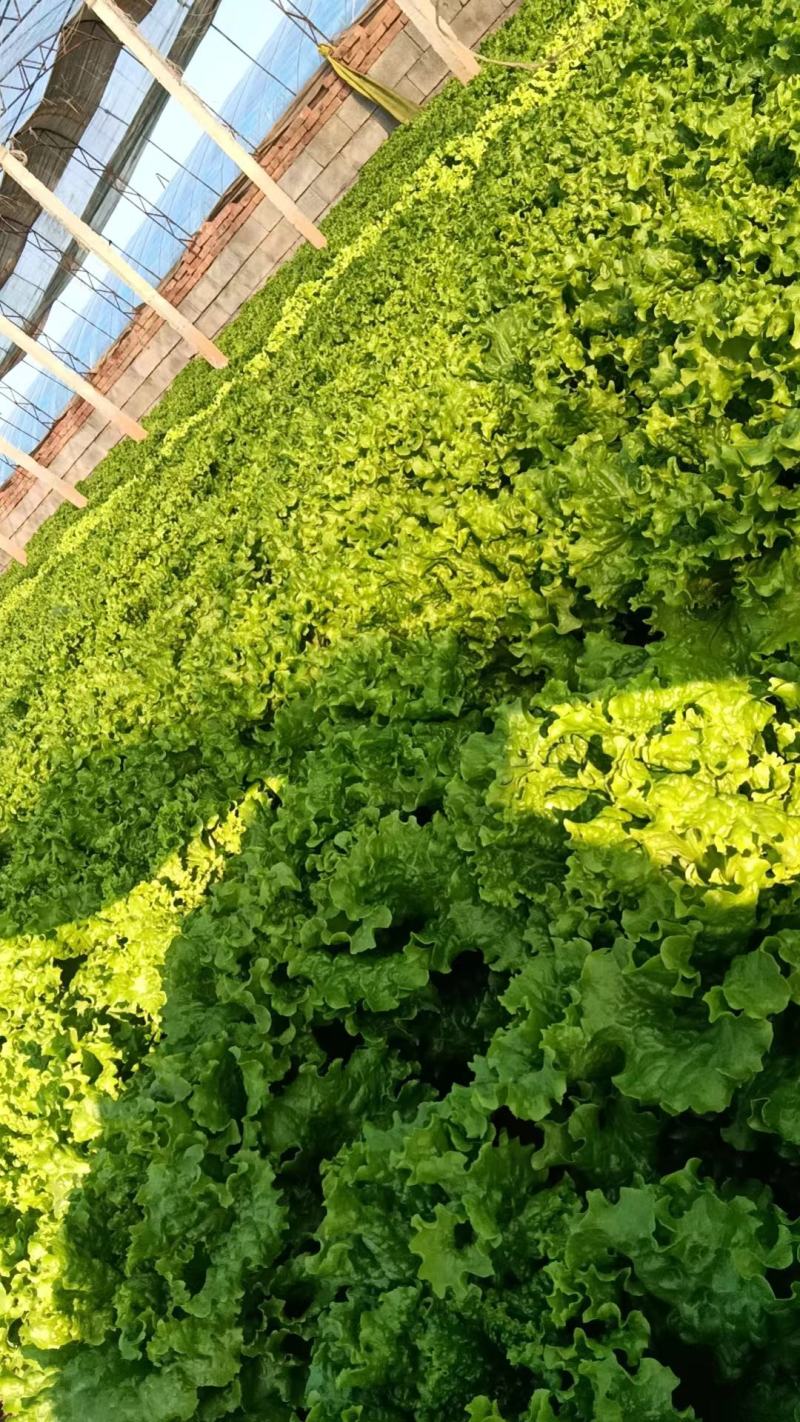 【推荐】散叶生菜碧浪碧绿生菜一手货源量大价优