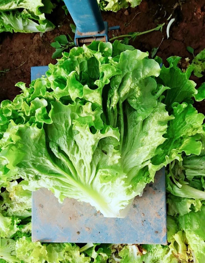 【推荐】散叶生菜碧浪碧绿生菜一手货源量大价优