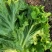 【推荐】散叶生菜碧浪碧绿生菜一手货源量大价优