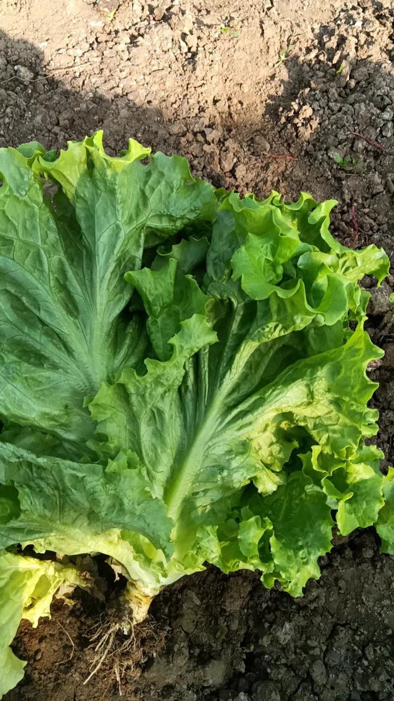 【推荐】散叶生菜碧浪碧绿生菜一手货源量大价优