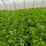 【推荐】散叶生菜碧浪碧绿生菜一手货源量大价优