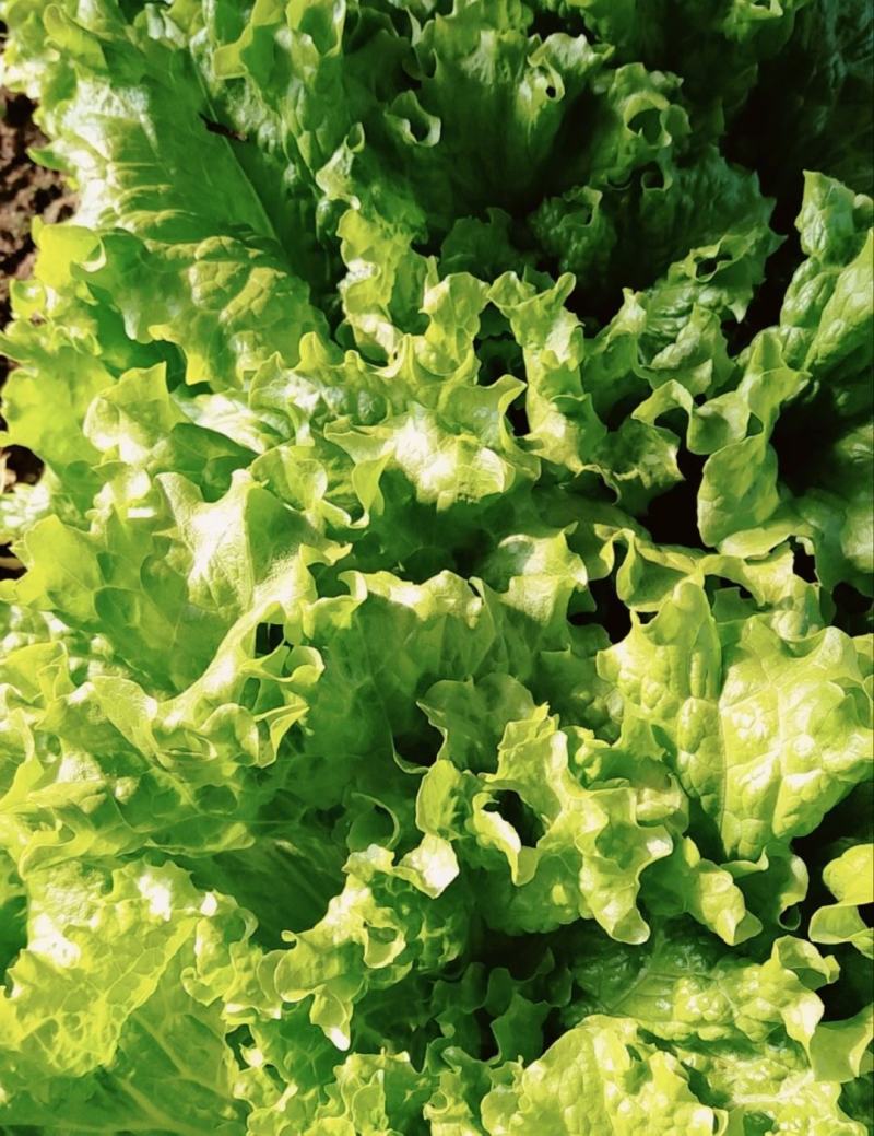 【推荐】散叶生菜碧浪碧绿生菜一手货源量大价优