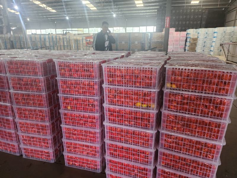 【诚信优选】蜜橘️产地直供量大从优视频看货