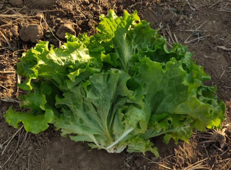 河北生菜散叶生菜球生菜碧浪碧绿生菜一手货源量大价优