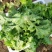 河北生菜散叶生菜球生菜碧浪碧绿生菜一手货源量大价优