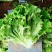 河北生菜散叶生菜球生菜碧浪碧绿生菜一手货源量大价优