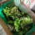 河北生菜散叶生菜球生菜碧浪碧绿生菜一手货源量大价优