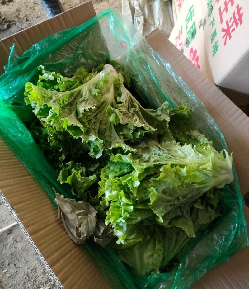 河北生菜散叶生菜球生菜碧浪碧绿生菜一手货源量大价优