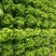 河北生菜散叶生菜球生菜碧浪碧绿生菜一手货源量大价优