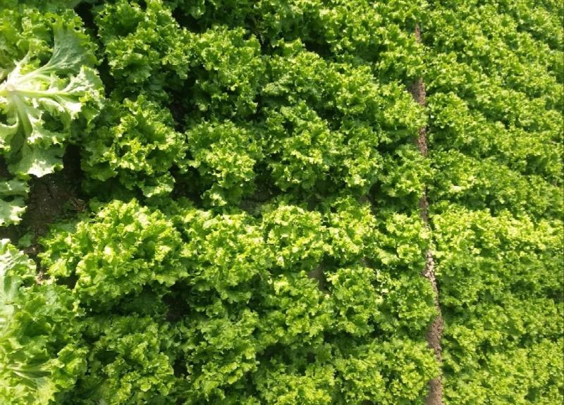 河北生菜散叶生菜球生菜碧浪碧绿生菜一手货源量大价优