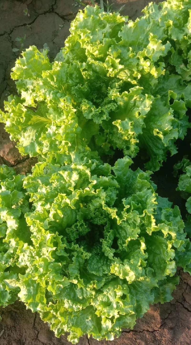 河北生菜散叶生菜球生菜碧浪碧绿生菜一手货源量大价优