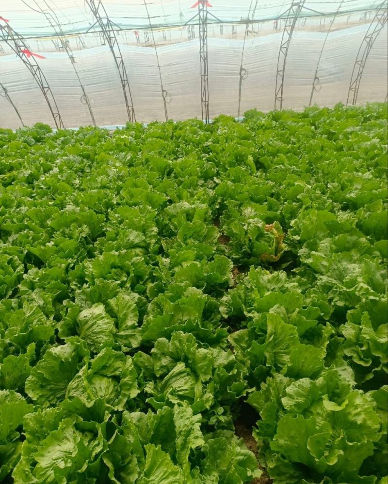 河北生菜散叶生菜球生菜碧浪碧绿生菜一手货源量大价优