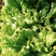 河北生菜散叶生菜球生菜碧浪碧绿生菜一手货源量大价优