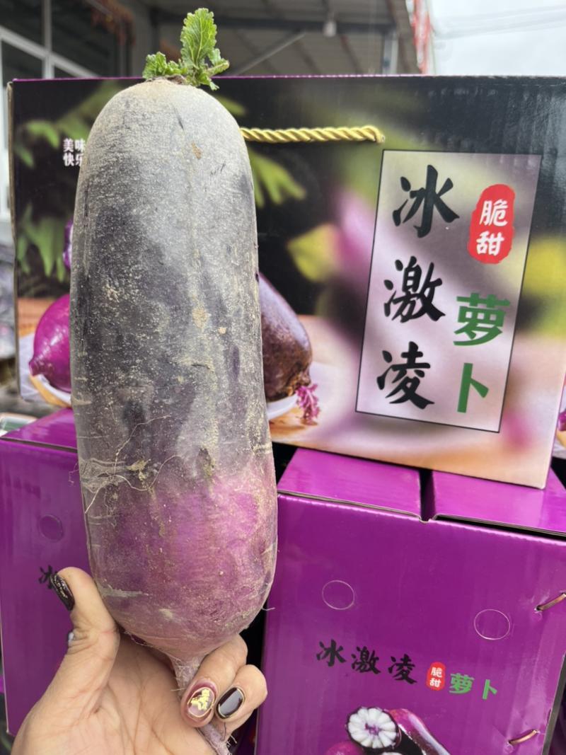 山东潍坊冰淇淋萝卜凤梨萝卜紫美人萝卜水果萝卜